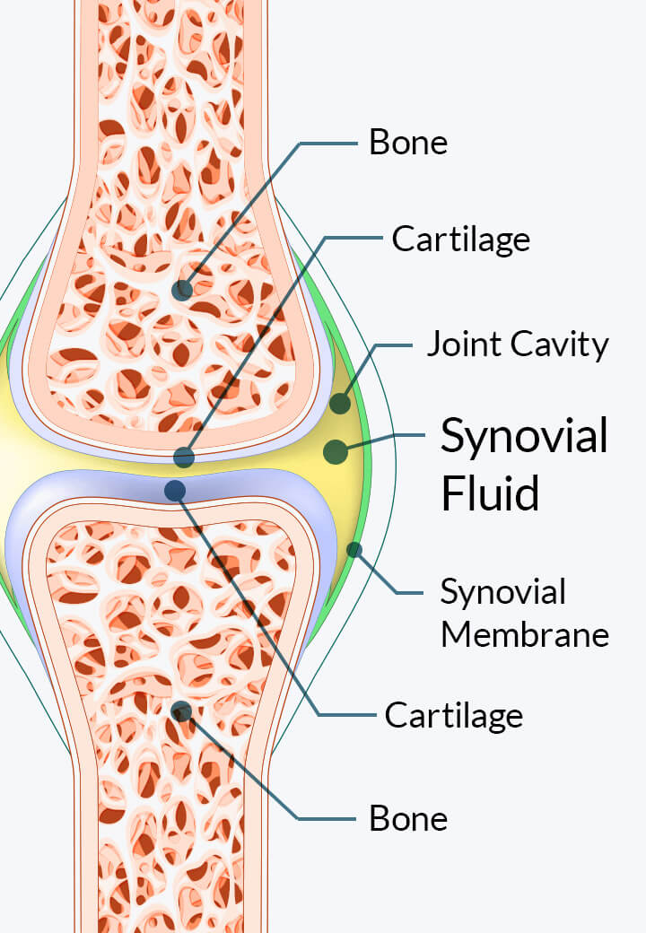 Joint Genesis mechanism diagram showing how Mobilee® multiplies hyaluronan levels by 10x for joint health